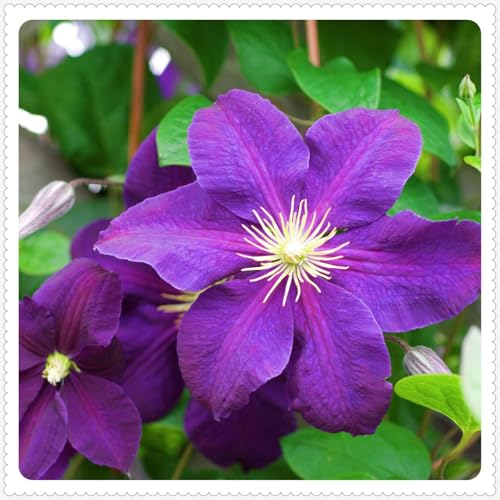 Clematis Clematis Zwiebeln Gartenarbeit Zwiebeln Winterhart Eine Starke Pflanze -10 zwiebeln-c Clematis Clematis Zwiebeln Gartenarbeit Zwiebeln Winterhart Eine Starke Pflanze -10 zwiebeln-c von PEDSWSD