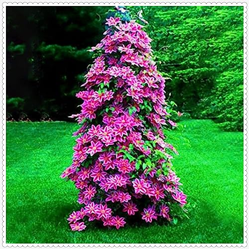 Clematis Clematis Zwiebeln Gartenarbeit Zwiebeln Winterhart Eine Starke Pflanze -15 zwiebeln-j Clematis Clematis Zwiebeln Gartenarbeit Zwiebeln Winterhart Eine Starke Pflanze -15 zwiebeln-j von PEDSWSD