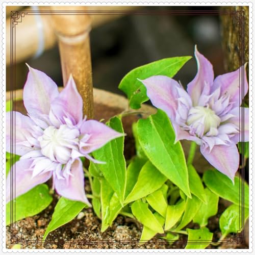 Clematis Clematis Zwiebeln Gartenarbeit Zwiebeln Winterhart Eine Starke Pflanze -25 zwiebeln-g Clematis Clematis Zwiebeln Gartenarbeit Zwiebeln Winterhart Eine Starke Pflanze -25 zwiebeln-g von PEDSWSD