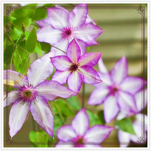 Clematis Clematis Zwiebeln Gartenarbeit Zwiebeln Winterhart Eine Starke Pflanze -5 zwiebeln-h Clematis Clematis Zwiebeln Gartenarbeit Zwiebeln Winterhart Eine Starke Pflanze -5 zwiebeln-h von PEDSWSD