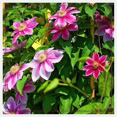 Clematis Eine Starke Pflanze Clematis Zwiebeln Gartenarbeit Zwiebeln Winterhart -10 zwiebeln-b Clematis Eine Starke Pflanze Clematis Zwiebeln Gartenarbeit Zwiebeln Winterhart -10 zwiebeln-b von PEDSWSD