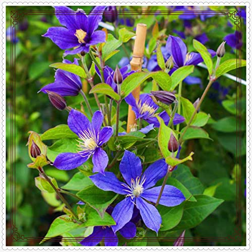 Clematis Eine Starke Pflanze Clematis Zwiebeln Gartenarbeit Zwiebeln Winterhart -10 zwiebeln-d Clematis Eine Starke Pflanze Clematis Zwiebeln Gartenarbeit Zwiebeln Winterhart -10 zwiebeln-d von PEDSWSD