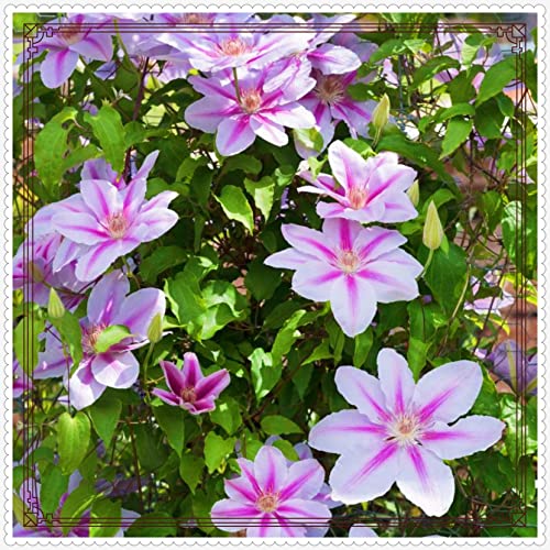 Clematis Eine Starke Pflanze Clematis Zwiebeln Gartenarbeit Zwiebeln Winterhart -10 zwiebeln-i Clematis Eine Starke Pflanze Clematis Zwiebeln Gartenarbeit Zwiebeln Winterhart -10 zwiebeln-i von PEDSWSD