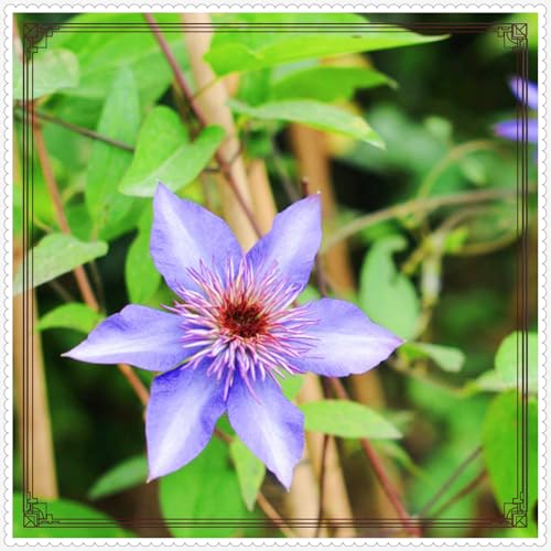 Clematis Eine Starke Pflanze Clematis Zwiebeln Gartenarbeit Zwiebeln Winterhart -20 zwiebeln-g Clematis Eine Starke Pflanze Clematis Zwiebeln Gartenarbeit Zwiebeln Winterhart -20 zwiebeln-g von PEDSWSD