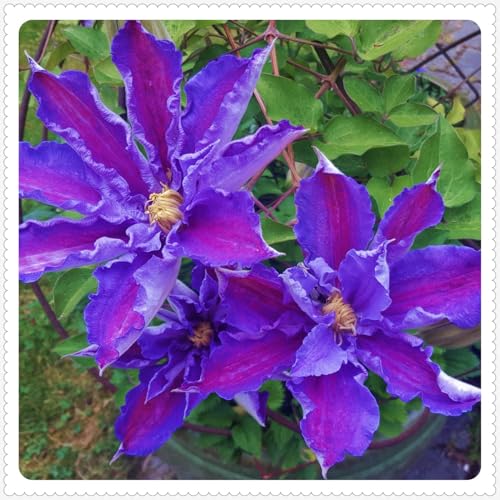 Clematis Eine Starke Pflanze Clematis Zwiebeln Gartenarbeit Zwiebeln Winterhart -5 zwiebeln-a Clematis Eine Starke Pflanze Clematis Zwiebeln Gartenarbeit Zwiebeln Winterhart -5 zwiebeln-a von PEDSWSD