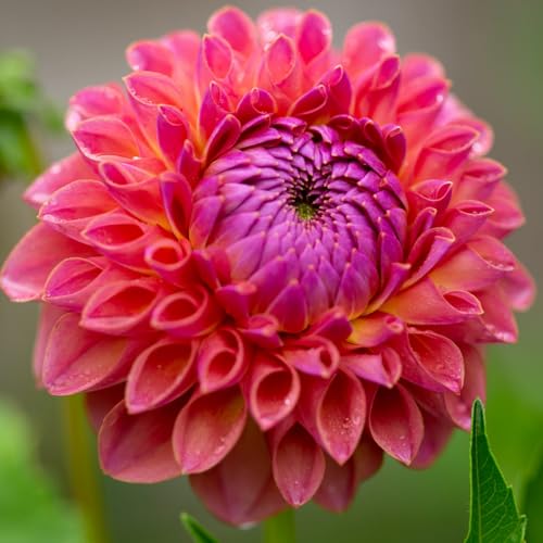 Dahlien zwiebeln Dahlien Knollen Gartenarbeit Zwiebeln Winterhart MehrjäHrig Mit Gutem Wachstum Gemischt -9 zwiebeln-d Dahlien zwiebeln Dahlien Knollen Gartenarbeit Zwiebeln Winterhart MehrjäHrig Mit Gutem Wachstum Gemischt -9 zwiebeln-d von PEDSWSD