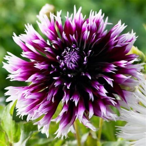 Dahlien zwiebeln Gartenarbeit Zwiebeln Winterhart MehrjäHrig Mit Gutem Wachstum Gemischt Dahlien Knollen -12 zwiebeln-e Dahlien zwiebeln Gartenarbeit Zwiebeln Winterhart MehrjäHrig Mit Gutem Wachstum Gemischt Dahlien Knollen -12 zwiebeln-e von PEDSWSD