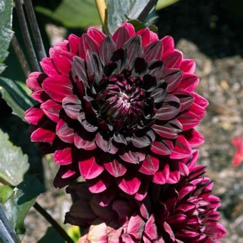 Dahlien zwiebeln Gartenarbeit Zwiebeln Winterhart MehrjäHrig Mit Gutem Wachstum Gemischt Dahlien Knollen -12 zwiebeln-f Dahlien zwiebeln Gartenarbeit Zwiebeln Winterhart MehrjäHrig Mit Gutem Wachstum Gemischt Dahlien Knollen -12 zwiebeln-f von PEDSWSD