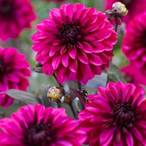 Dahlien zwiebeln Gartenarbeit Zwiebeln Winterhart MehrjäHrig Mit Gutem Wachstum Gemischt Dahlien Knollen -6 zwiebeln-g Dahlien zwiebeln Gartenarbeit Zwiebeln Winterhart MehrjäHrig Mit Gutem Wachstum Gemischt Dahlien Knollen -6 zwiebeln-g von PEDSWSD