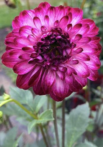 Dahlien zwiebeln Gartenarbeit Zwiebeln Winterhart MehrjäHrig Mit Gutem Wachstum Gemischt Dahlien Knollen -6 zwiebeln-i Dahlien zwiebeln Gartenarbeit Zwiebeln Winterhart MehrjäHrig Mit Gutem Wachstum Gemischt Dahlien Knollen -6 zwiebeln-i von PEDSWSD