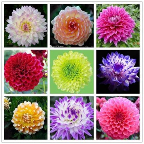 Dahlien zwiebeln Gartenarbeit Zwiebeln Winterhart MehrjäHrig Mit Gutem Wachstum Gemischt Dahlien Knollen -6 zwiebeln-j Dahlien zwiebeln Gartenarbeit Zwiebeln Winterhart MehrjäHrig Mit Gutem Wachstum Gemischt Dahlien Knollen -6 zwiebeln-j von PEDSWSD
