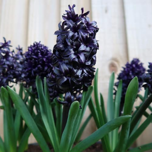 Hyazinthen zwiebeln Gartenarbeit Zwiebeln Winterhart Dekorieren Sie Ihren Garten Hyazinthen zwiebeln Gartenarbeit Zwiebeln Winterhart Dekorieren Sie Ihren Garten von PEDSWSD