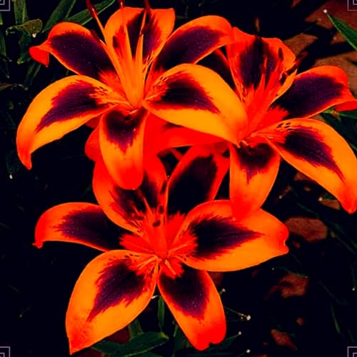 Lilium zwiebeln Eine Starke Pflanze Mit Gutem Wachstum Gemischt Zwiebeln Winterhart Mehrjährig Gemischte Jade Schnitzerei Fühlt Lilium zwiebeln Eine Starke Pflanze Mit Gutem Wachstum Gemischt Zwiebeln Winterhart Mehrjährig Gemischte Jade Schnitzerei Fühlt von PEDSWSD
