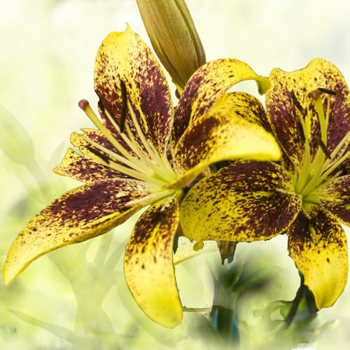 Lilium zwiebeln Zwiebeln Winterhart Mehrjährig Gemischte Jade Schnitzerei Fühlt Eine Starke Pflanze Mit Gutem Wachstum Gemischt -9 zwiebeln-d Lilium zwiebeln Zwiebeln Winterhart Mehrjährig Gemischte Jade Schnitzerei Fühlt Eine Starke Pflanze Mit Gutem Wachstum Gemischt -9 zwiebeln-d von PEDSWSD