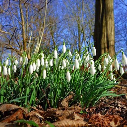 SchneeglöCkchen SchneeglöCkchen MehrjäHrig Winterhart üBerraschungsgeschenk SchneeglöCkchen SchneeglöCkchen MehrjäHrig Winterhart üBerraschungsgeschenk von PEDSWSD