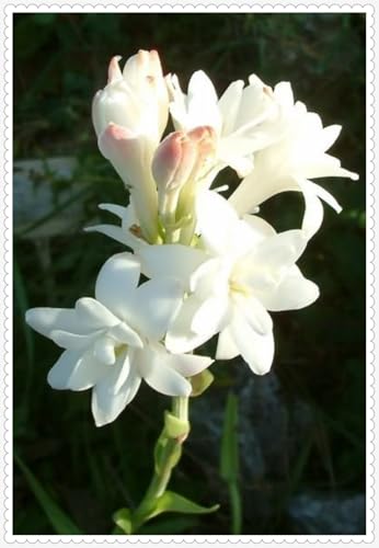 Tuberose Zwiebeln Gartenarbeit Winterhart Mit Gutem Pflanze Gemischt -5 zwiebeln-c Tuberose Zwiebeln Gartenarbeit Winterhart Mit Gutem Pflanze Gemischt -5 zwiebeln-c von PEDSWSD