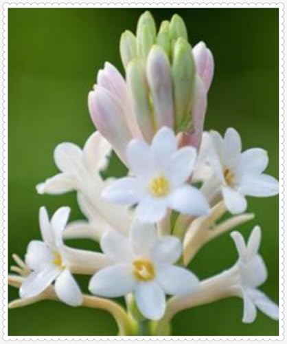 Tuberose Zwiebeln Gartenarbeit Winterhart Mit Gutem Pflanze Gemischt -5 zwiebeln-d Tuberose Zwiebeln Gartenarbeit Winterhart Mit Gutem Pflanze Gemischt -5 zwiebeln-d von PEDSWSD