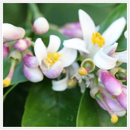 Tuberose Zwiebeln Mit Gutem Pflanze Gemischt Gartenarbeit Winterhart Tuberose Zwiebeln Mit Gutem Pflanze Gemischt Gartenarbeit Winterhart von PEDSWSD