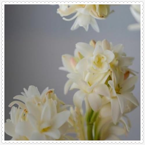 Tuberose Zwiebeln Winterhart Mit Gutem Pflanze Gemischt Gartenarbeit -15 zwiebeln-a Tuberose Zwiebeln Winterhart Mit Gutem Pflanze Gemischt Gartenarbeit -15 zwiebeln-a von PEDSWSD