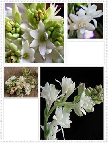 Tuberose Zwiebeln Winterhart Mit Gutem Pflanze Gemischt Gartenarbeit -20 zwiebeln-e Tuberose Zwiebeln Winterhart Mit Gutem Pflanze Gemischt Gartenarbeit -20 zwiebeln-e von PEDSWSD