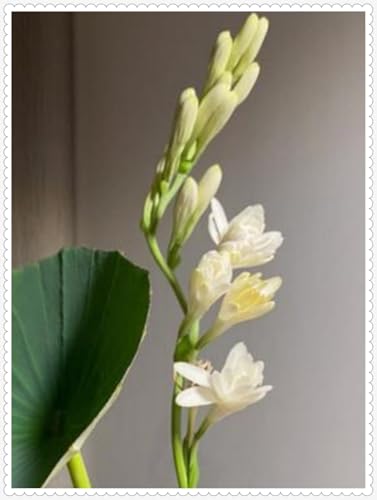 Tuberose Zwiebeln Winterhart Mit Gutem Pflanze Gemischt Gartenarbeit -20 zwiebeln-j Tuberose Zwiebeln Winterhart Mit Gutem Pflanze Gemischt Gartenarbeit -20 zwiebeln-j von PEDSWSD