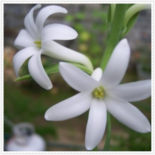 Tuberose Zwiebeln Winterhart Mit Gutem Pflanze Gemischt Gartenarbeit -5 zwiebeln-c Tuberose Zwiebeln Winterhart Mit Gutem Pflanze Gemischt Gartenarbeit -5 zwiebeln-c von PEDSWSD