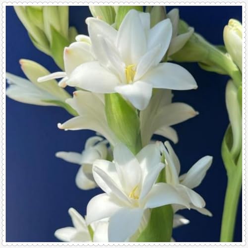 Tuberose Zwiebeln Winterhart Mit Gutem Pflanze Gemischt Gartenarbeit -5 zwiebeln-g Tuberose Zwiebeln Winterhart Mit Gutem Pflanze Gemischt Gartenarbeit -5 zwiebeln-g von PEDSWSD