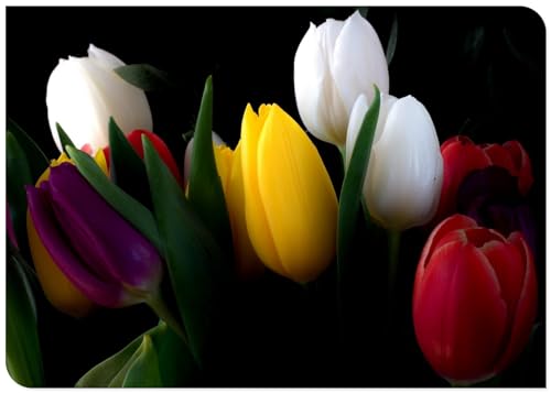Tulpen zwiebeln Eine Starke Pflanze Mit Gutem Gemischt Wachstum Winterhart Mehrjährig Tulpen zwiebeln Eine Starke Pflanze Mit Gutem Gemischt Wachstum Winterhart Mehrjährig von PEDSWSD