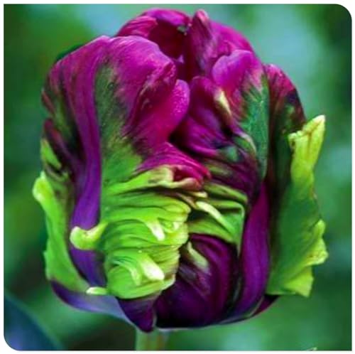 Tulpen zwiebeln Eine Starke Pflanze Mit Gutem Gemischt Wachstum Winterhart Mehrjährig Tulpen zwiebeln Eine Starke Pflanze Mit Gutem Gemischt Wachstum Winterhart Mehrjährig von PEDSWSD