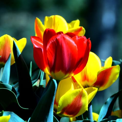 Tulpen zwiebeln Gemischt Wachstum Winterhart Mehrjährig Eine Starke Pflanze Mit Gutem Tulpen zwiebeln Gemischt Wachstum Winterhart Mehrjährig Eine Starke Pflanze Mit Gutem von PEDSWSD