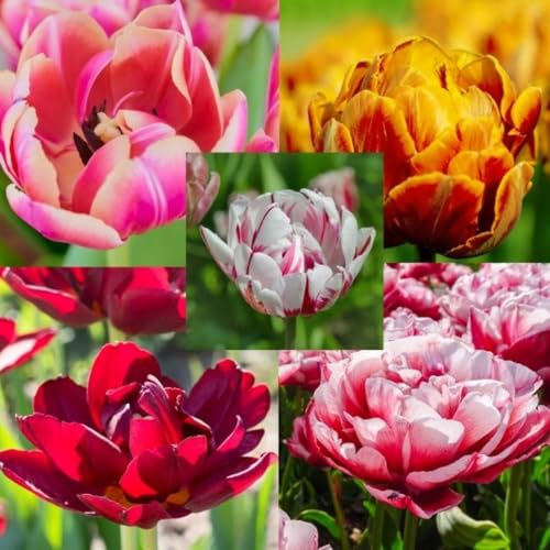 Tulpen zwiebeln Gemischt Wachstum Winterhart Mehrjährig Eine Starke Pflanze Mit Gutem Tulpen zwiebeln Gemischt Wachstum Winterhart Mehrjährig Eine Starke Pflanze Mit Gutem von PEDSWSD