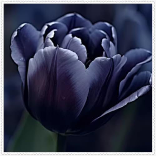 Tulpen zwiebeln Mehrjährig Eine Starke Pflanze Mit Gutem Gemischt Wachstum Winterhart -15 zwiebeln-j Tulpen zwiebeln Mehrjährig Eine Starke Pflanze Mit Gutem Gemischt Wachstum Winterhart -15 zwiebeln-j von PEDSWSD