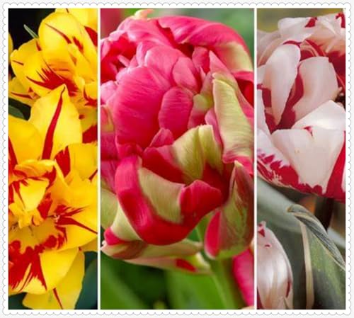 Tulpen zwiebeln Mehrjährig Eine Starke Pflanze Mit Gutem Gemischt Wachstum Winterhart -25 zwiebeln-c Tulpen zwiebeln Mehrjährig Eine Starke Pflanze Mit Gutem Gemischt Wachstum Winterhart -25 zwiebeln-c von PEDSWSD