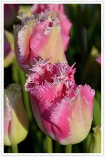 Tulpen zwiebeln Mehrjährig Eine Starke Pflanze Mit Gutem Gemischt Wachstum Winterhart -5 zwiebeln-f Tulpen zwiebeln Mehrjährig Eine Starke Pflanze Mit Gutem Gemischt Wachstum Winterhart -5 zwiebeln-f von PEDSWSD