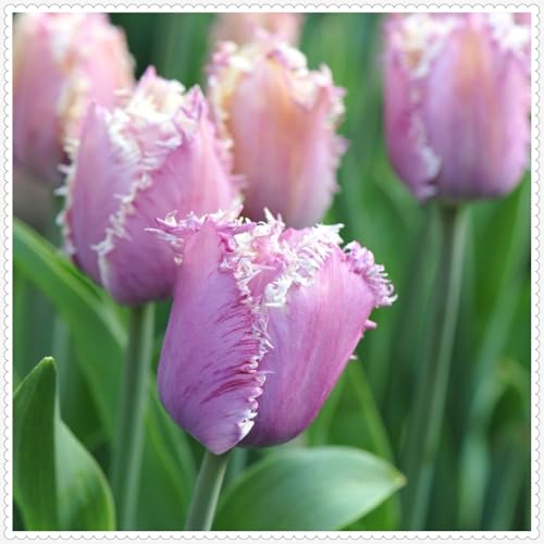 Tulpen zwiebeln Winterhart Mehrjährig Eine Starke Pflanze Mit Gutem Gemischt Wachstum -10 zwiebeln-d Tulpen zwiebeln Winterhart Mehrjährig Eine Starke Pflanze Mit Gutem Gemischt Wachstum -10 zwiebeln-d von PEDSWSD