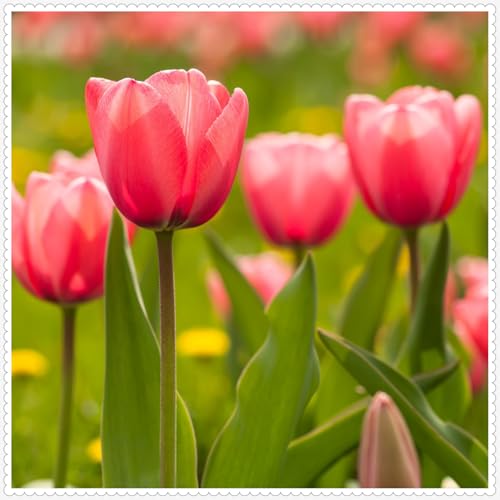 Tulpen zwiebeln Winterhart Mehrjährig Eine Starke Pflanze Mit Gutem Gemischt Wachstum -10 zwiebeln-h Tulpen zwiebeln Winterhart Mehrjährig Eine Starke Pflanze Mit Gutem Gemischt Wachstum -10 zwiebeln-h von PEDSWSD