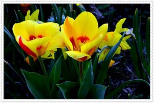 Tulpen zwiebeln Winterhart Mehrjährig Eine Starke Pflanze Mit Gutem Gemischt Wachstum -25 zwiebeln-e Tulpen zwiebeln Winterhart Mehrjährig Eine Starke Pflanze Mit Gutem Gemischt Wachstum -25 zwiebeln-e von PEDSWSD