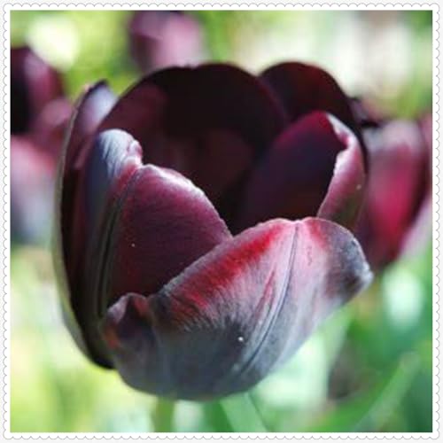 Tulpen zwiebeln Winterhart Mehrjährig Eine Starke Pflanze Mit Gutem Gemischt Wachstum -5 zwiebeln-b Tulpen zwiebeln Winterhart Mehrjährig Eine Starke Pflanze Mit Gutem Gemischt Wachstum -5 zwiebeln-b von PEDSWSD