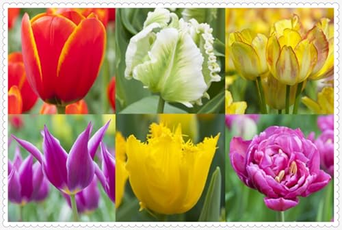 Tulpen zwiebeln Winterhart Mehrjährig Eine Starke Pflanze Mit Gutem Gemischt Wachstum -5 zwiebeln-i Tulpen zwiebeln Winterhart Mehrjährig Eine Starke Pflanze Mit Gutem Gemischt Wachstum -5 zwiebeln-i von PEDSWSD