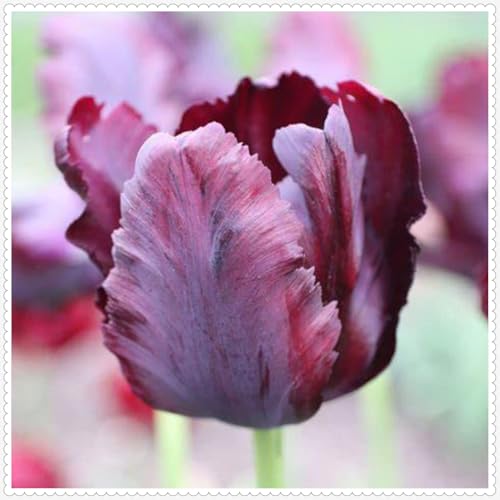 Tulpen zwiebeln Winterhart Mehrjährig Eine Starke Pflanze Mit Gutem Gemischt Wachstum -5 zwiebeln-j Tulpen zwiebeln Winterhart Mehrjährig Eine Starke Pflanze Mit Gutem Gemischt Wachstum -5 zwiebeln-j von PEDSWSD