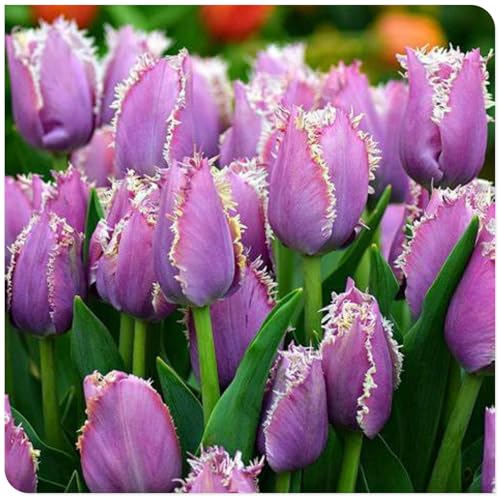 Tulpen zwiebeln Winterhart Mehrjährig Eine Starke Pflanze Mit Gutem Gemischt Wachstum Tulpen zwiebeln Winterhart Mehrjährig Eine Starke Pflanze Mit Gutem Gemischt Wachstum von PEDSWSD