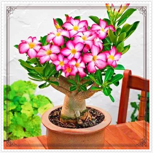 WüStenrose zwiebeln Eine Starke Winterhart Samen Gartenarbeit Zwiebeln Gemischt WüStenrose -8 zwiebeln-c WüStenrose zwiebeln Eine Starke Winterhart Samen Gartenarbeit Zwiebeln Gemischt WüStenrose -8 zwiebeln-c von PEDSWSD