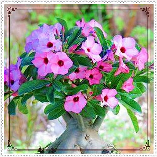 WüStenrose zwiebeln Eine Starke Winterhart Samen Gartenarbeit Zwiebeln Gemischt WüStenrose -8 zwiebeln-d WüStenrose zwiebeln Eine Starke Winterhart Samen Gartenarbeit Zwiebeln Gemischt WüStenrose -8 zwiebeln-d von PEDSWSD