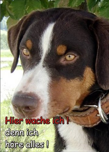 PEMA INDIGOS UG - Türschild FunSchild - SE125 DIN A4 Achtung Hund Appenzeller Sennenhund - für Käfig, Zwinger, Haustier, Tür, Tier, Aquarium - aus hochwertigem Alu-Dibond beschriftet sehr stabil von PEMA