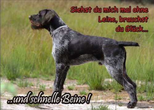 PEMA INDIGOS UG - Türschild FunSchild - SE424 DIN A5 Achtung Hund Deutsch Drahthaar - für Käfig, Zwinger, Haustier, Tür, Tier, Aquarium - aus hochwertigem Alu-Dibond beschriftet sehr stabil von PEMA