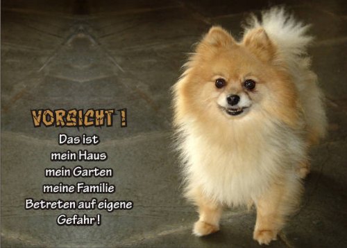 PEMA INDIGOS UG - Türschild FunSchild - SE693 DIN A4 laminiert Achtung Hund Spitz - für Käfig, Zwinger, Haustier, Tür, Tier, Aquarium von PEMA