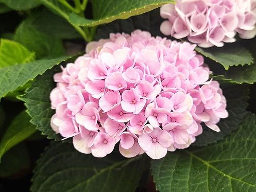 1 Hortensia-Pflanze HYDRANGEA MAGICAL REVOLUTION rosa Vase 14 cm von PERAGA GARDEN