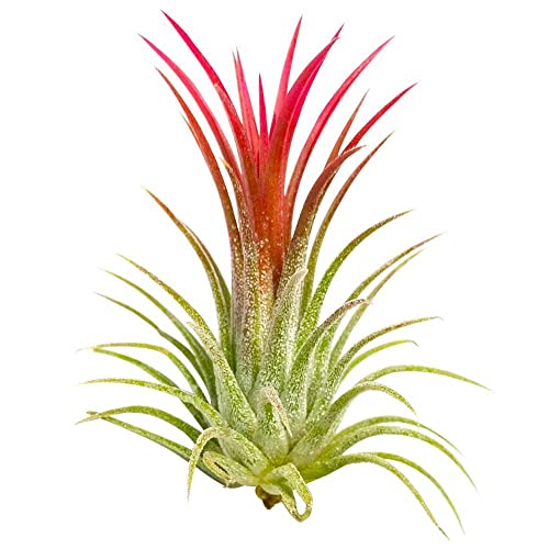 Tillandsia Ionantha‘ Rubra ’Pflanze Luft Pflanze - Beliebte auf Chelsea Dieses Jahr von Perfect Plants