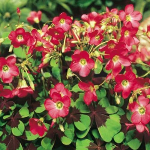 PERZOE 10 Stück Kleeblatt-Triangularis-Zwiebeln, einfach zu pflanzende Blattblumensamen Oxalis-Zwiebeln des Eisernen Kreuzes PERZOE 10 Stück Kleeblatt-Triangularis-Zwiebeln, einfach zu pflanzende Blattblumensamen Oxalis-Zwiebeln des Eisernen Kreuzes von PERZOE