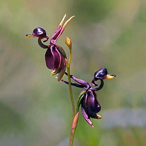 PERZOE 10 Stück seltene fliegende Enten-Orchideen-Blumensamen, blühende Topfpflanze, Gartendekoration Flying Duck Orchideensamen von PERZOE